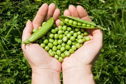 Woman's hands holding green peas