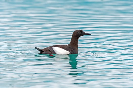 Black Guillemot in Arctic Waters in at Lilliehookfjorden in the Svalbard Islands in Norway