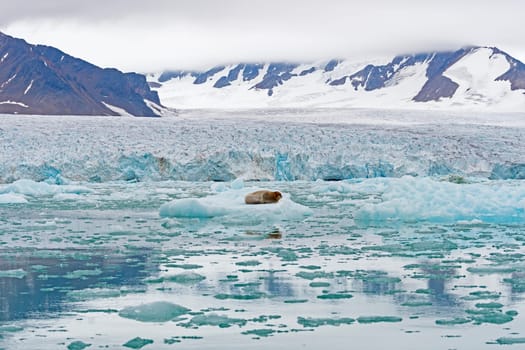 Bearded Seal in Its Arctic Home at Lilliehookfjorden in the Svalbard Islands in Norway