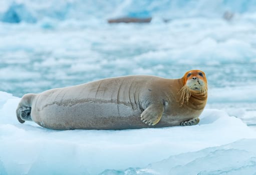 Bearded Seal Lounging on an Iceberg, at Lilliehookfjorden in the Svalbard Islands in Norway