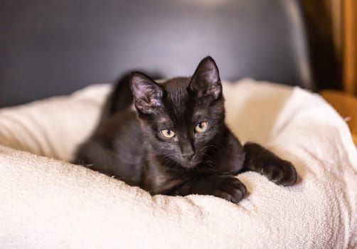 Portrait from beautiful black baby Kitten .