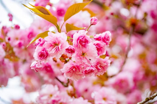 Beautiful pink cherry blossums in detail on a sunny day in sprintime