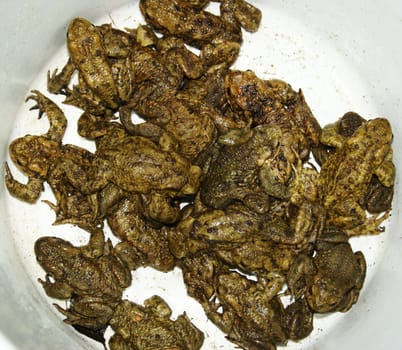 Toads safely carried across a road in a bucket