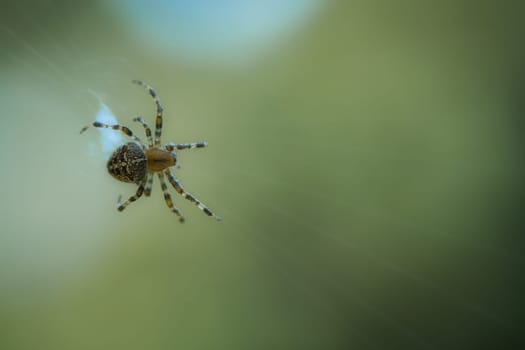 Cross spider shot crawling on a spider thread. Halloween fright. Blurred background. A useful hunter among insects. Arachnid. Animal photo from the wild.