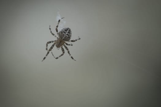 Cross spider shot crawling on a spider thread. Halloween fright. Blurred background. A useful hunter among insects. Arachnid. Animal photo from the wild.