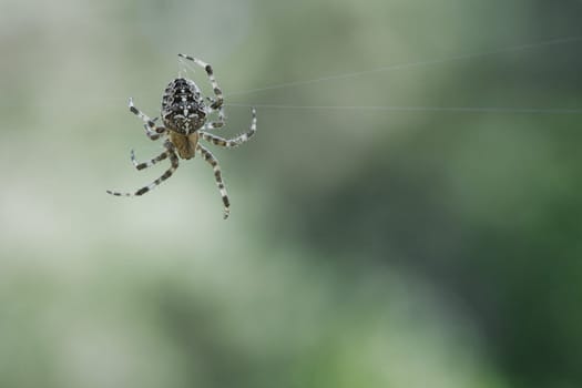 Cross spider crawling on a spider thread. Halloween fright. Blurred background. A useful hunter among insects. Arachnid. Animal photo from the wild.