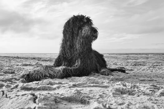 Goldendoodle in black and white taken, lying in the sand on the beach in front of the sea in Denmark. Long black fur with light spots. Animal photo of dog