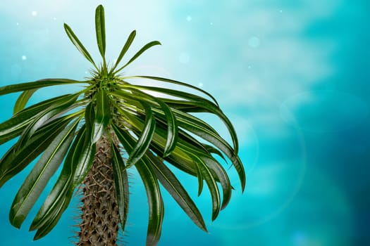 Palm tree over abstract blurred sunny tropical beach background. Madagascar palm cactus growing in Madagascar and Africa. Succulent plant. Advertising.