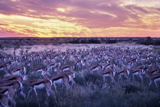 Springbok (Antidorcas marsupialis), Central Kalahari Game Reserve, Ghanzi, Botswana, Africa.