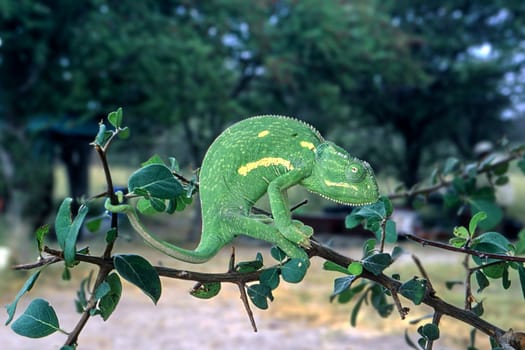 Flap-neck Chamaeleon (Chamaeleo dilepsis), Central Kalahari Game Reserve, Ghanzi, Botswana, Africa