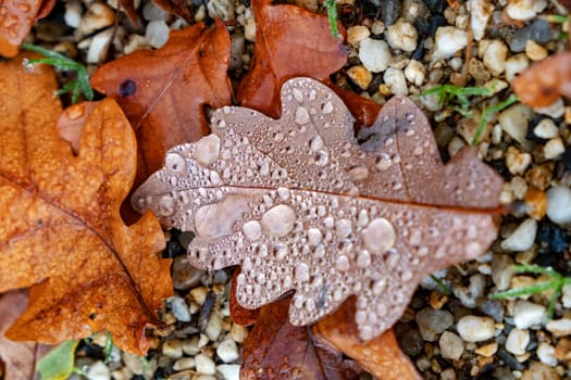 an oak leaf with rain drops