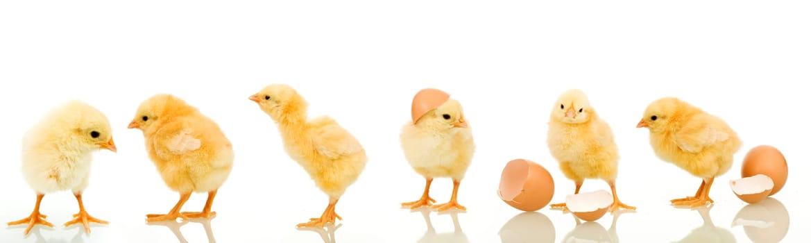 Lots of baby chicken in different positions - isolated with reflection