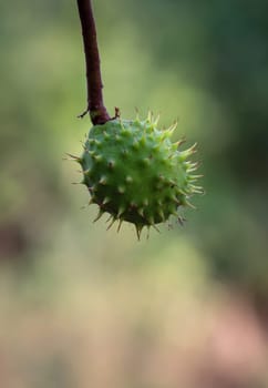 A chestnut in its prickly cover hangs from a chestnut tree.