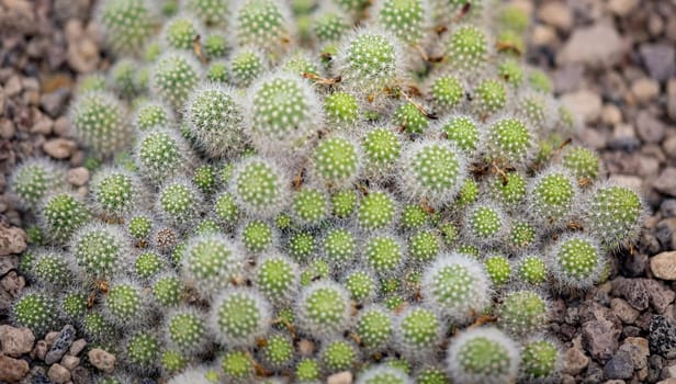 Portrait of a cactus, A cactus in a tropical environment.