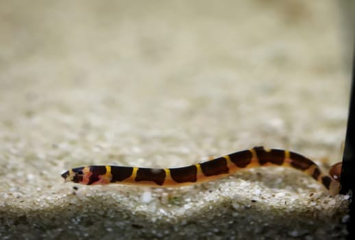 Spotted spiny loach, portrait of a spiny loach at the aquarium bottom. They are nocturnal.