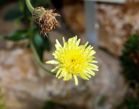 The flower of a soft-haired sulphur seed (Urospermum dalechampii). They belong to the composite plants.