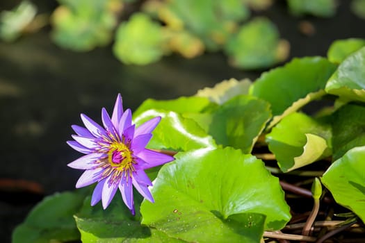A Blue Egyptian water lily with flower. Mymphaea nouchali var. caerulea.
