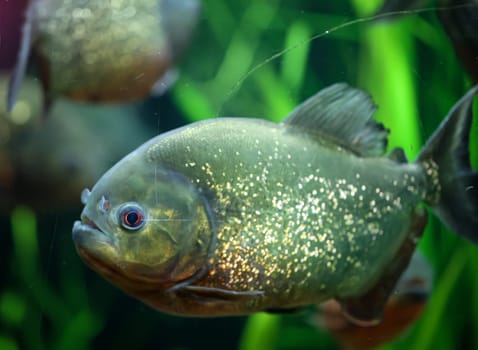 Portrait of a Piraya (Pygocentrus piraya) in an aquarium.