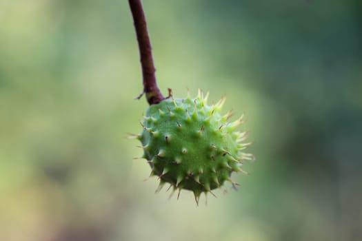 A chestnut in its prickly cover hangs from a chestnut tree.