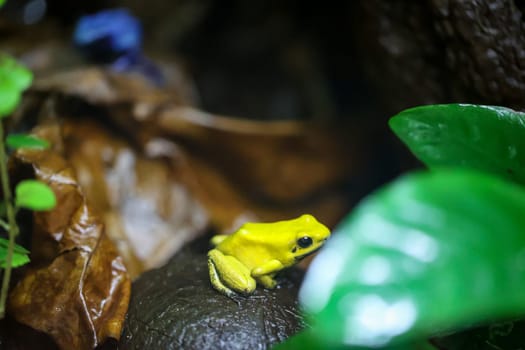 A poison arrow frog in a very humid climate controlled terrarium.