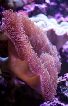 A beautiful large anemone in a saltwater tank.