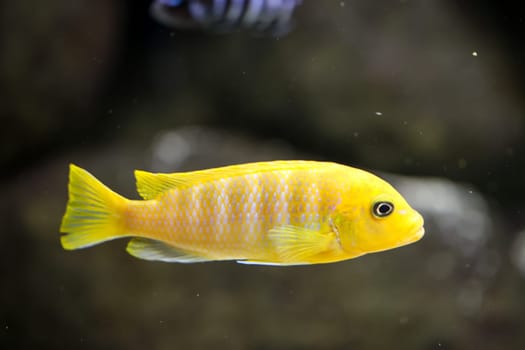 Portrait of a colorful Malawi cichlid in the aquarium.