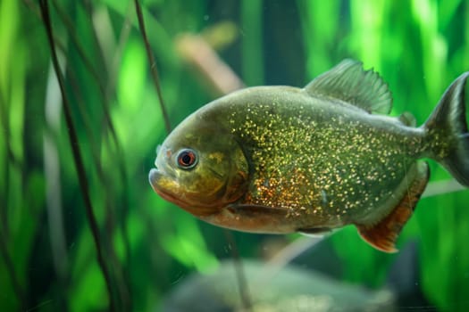 Portrait of a Piraya (Pygocentrus piraya) in an aquarium.