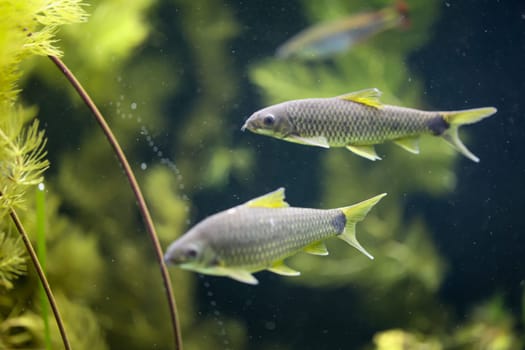Two tail spotted algae eaters or net brush algae eaters, Crossocheilus reticulatus in an aquarium.