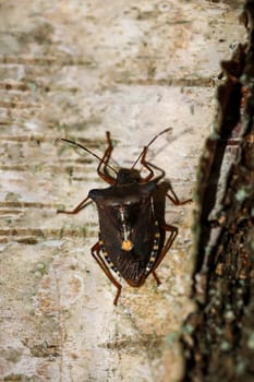 A red-legged tree bug (Pentatoma rufipes) on a birch tree.