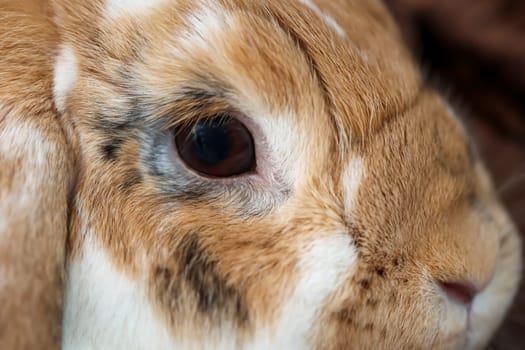 A portrait, or close-up, of a dwarf rabbit.