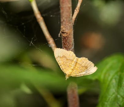 An ochre yellow leafhopper (Camptogramma bilineata) on a shrub.