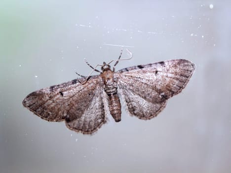 Close up of ragwort flower moth (Eupithecia absinthiata) voe white background.
