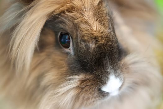 A portrait, or close-up, of a dwarf rabbit.