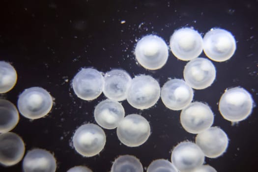The close-up, macro of the spawn of metal lance catfish which was glued to the aquarium glass.
