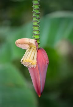 Details of a dwarf banana (Musa acuminata), flowers and fruit set.