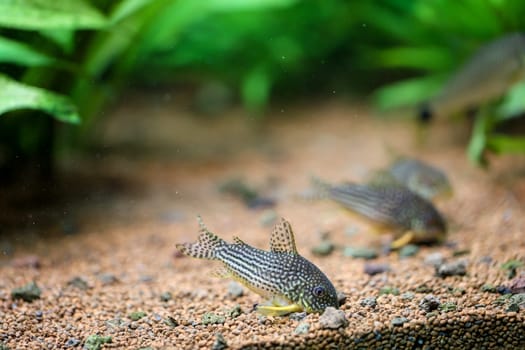 Corydoras sterbai (Sterbas cory) in an aquarium. They look for food at the bottom.
