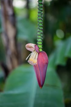 Details of a dwarf banana (Musa acuminata), flowers and fruit set.