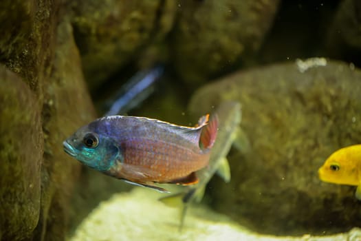 Portrait of a colorful Malawi cichlid in the aquarium.