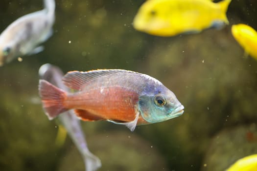 Portrait of a colorful Malawi cichlid in the aquarium.
