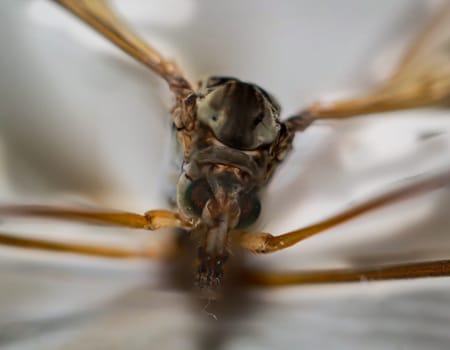 Close-up of a snake, a Tipula paludosa / oleracea. Portrait of a long legged cricket.