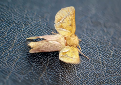 Close-up of a dock rootworm (Triodia sylvina) on a black leathery surface.