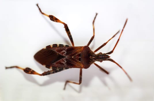 An American pine bug (Leptaglossus occidentalis) on a white background.