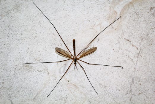 Close-up of a snake, a Tipula paludosa / oleracea. Portrait of a long legged cricket.