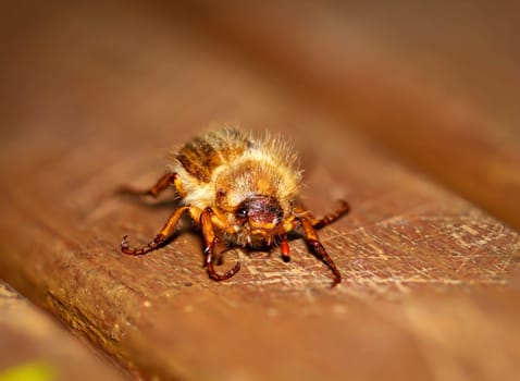 Close-up of a June beetle on a wooden background.