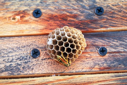 A Gallic field wasp (Polistes dominula) building a nest.