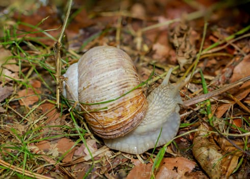 A Roman snail on wet forest soil.