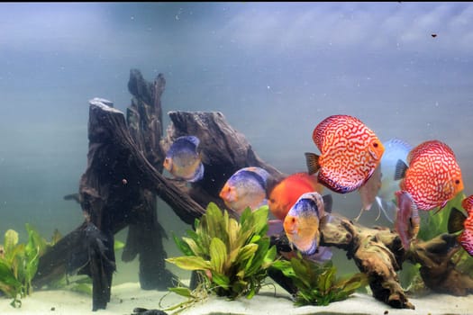 Portrait, close up of discus fish. Discus in aquarium. Amazon tank.