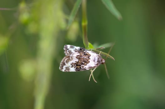 A bush turf grass moth owl (Deltote deceptoria) on a plant.