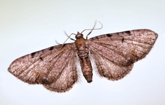Close up of ragwort flower moth (Eupithecia absinthiata) voe white background.