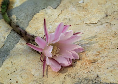 The flower of a cactus. A fallen flower from a cactus.